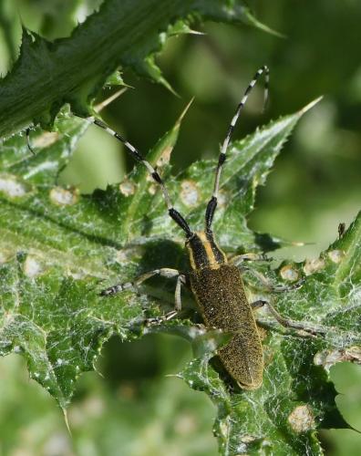 Réf. 228 869 : Agapanthia dahli